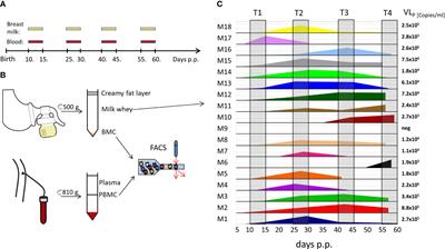 Frequencies of activated T cell populations increase in breast milk of HCMV-seropositive mothers during local HCMV reactivation